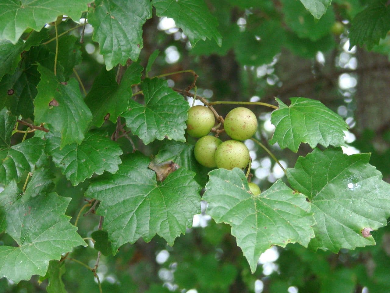 Vite rotondifolia 2