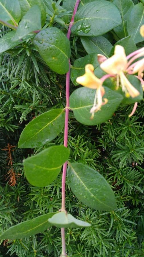 Wald-Geißblatt 22