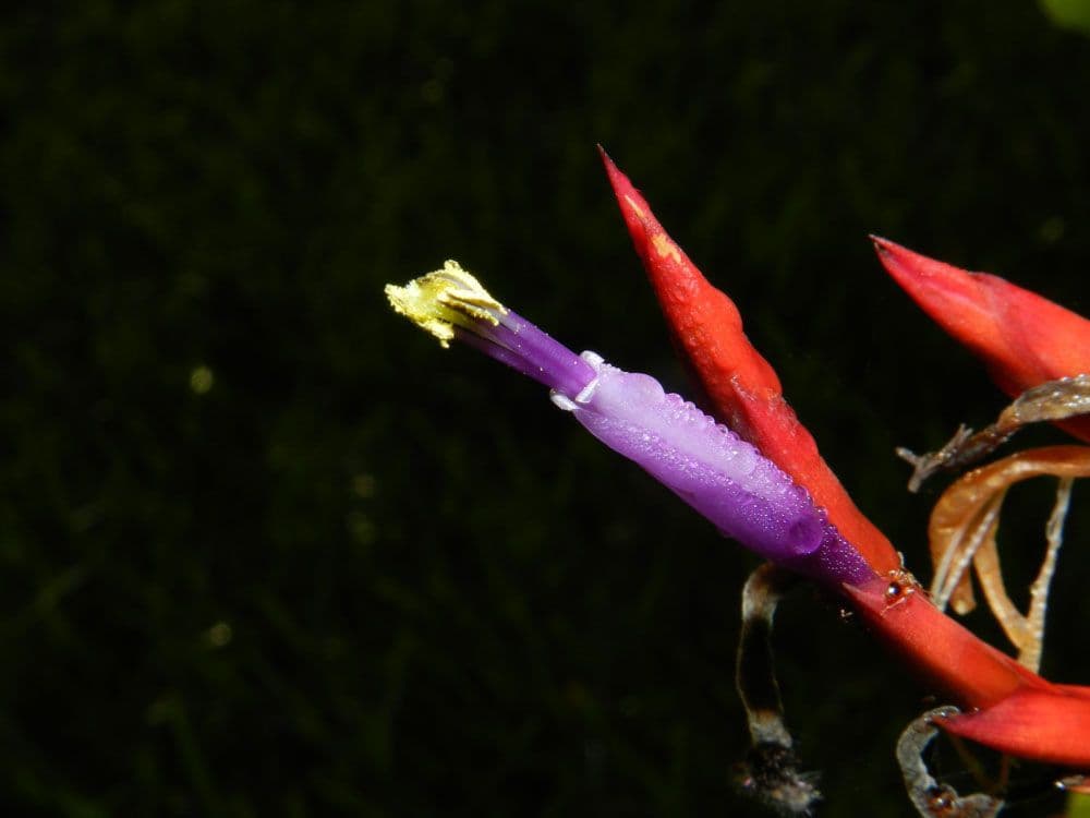Tillandsia flexueuse 2