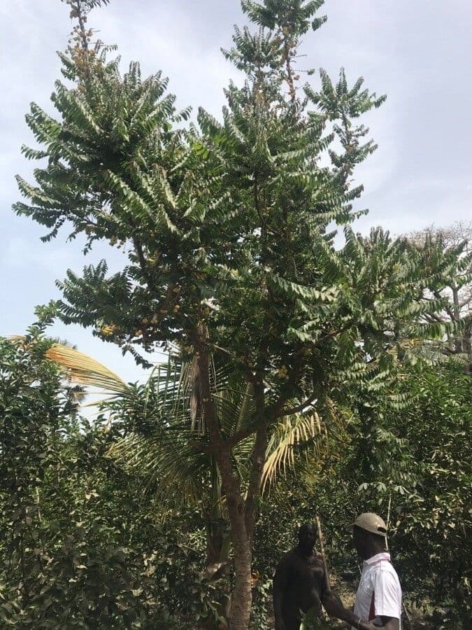 Phyllanthus 14