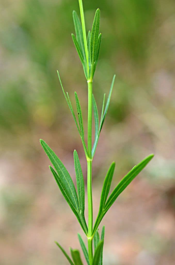 Coreopsis palmata 12