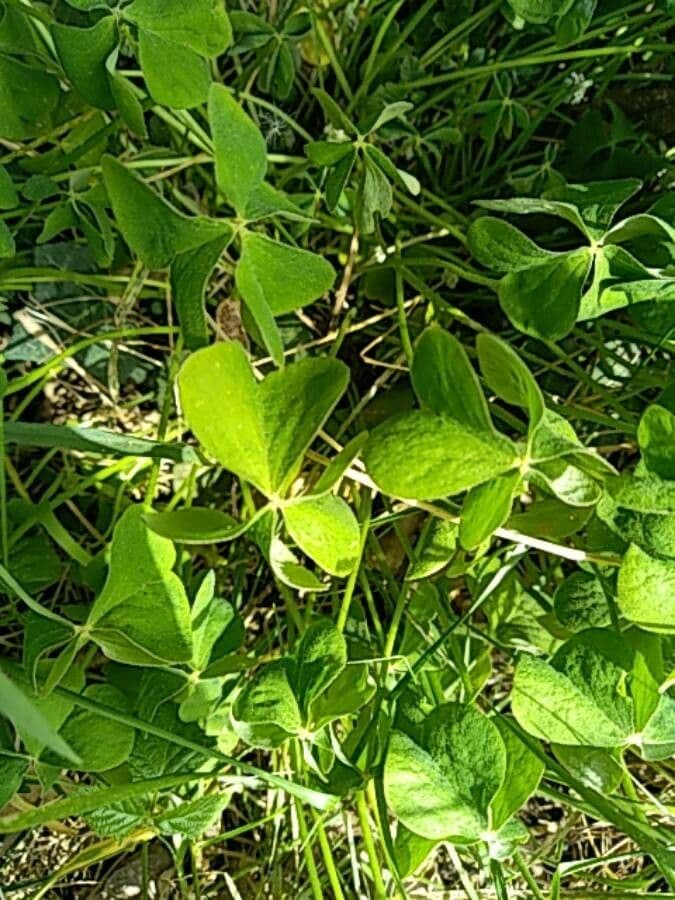 Acetosa debilis 12