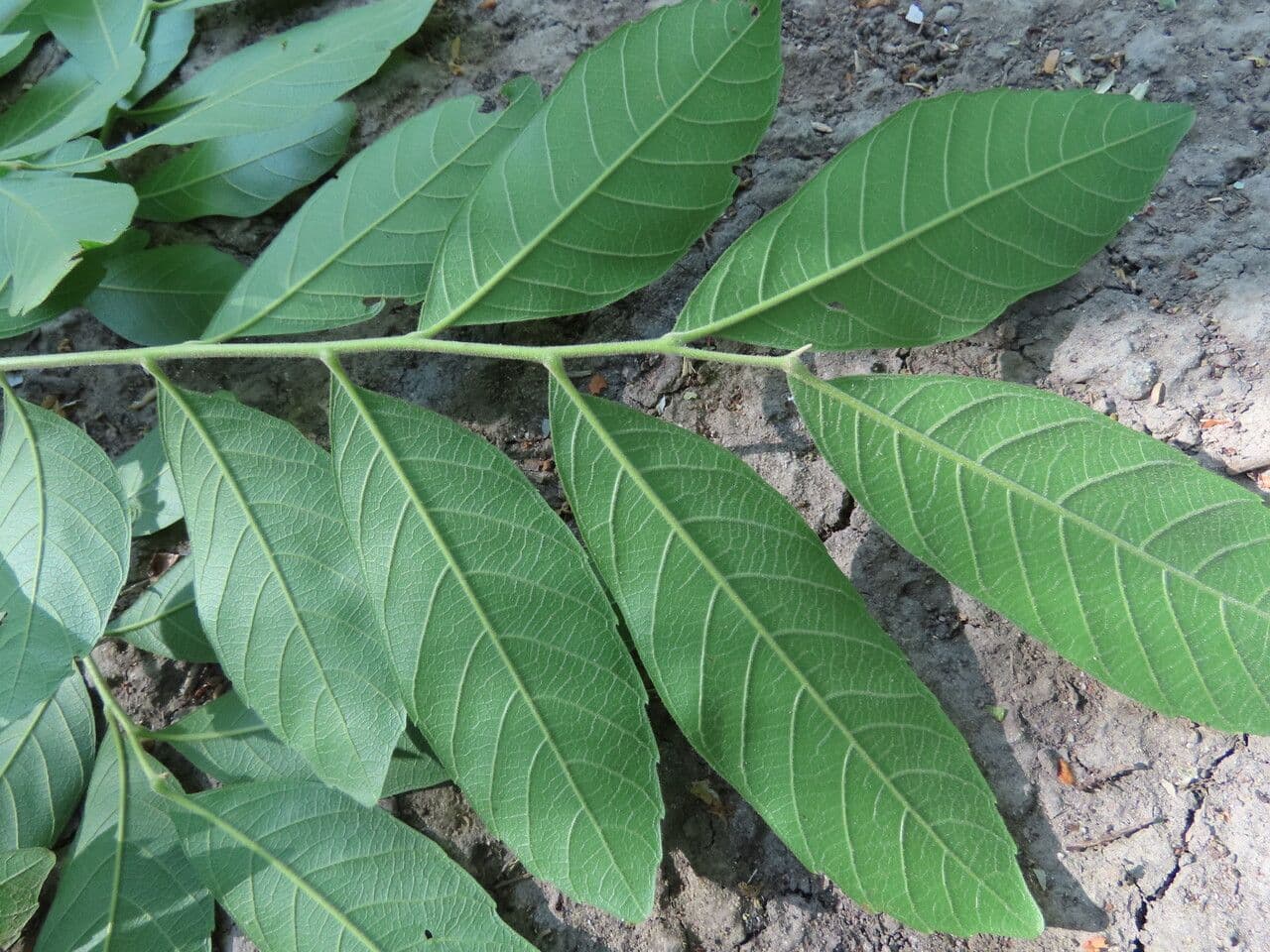 Cupania guatemalense 16