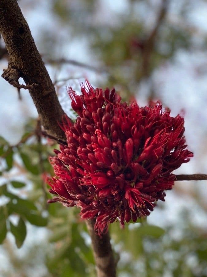Albero fucsia 10