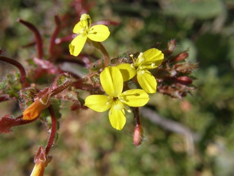 Camissoniopsis hirtella
