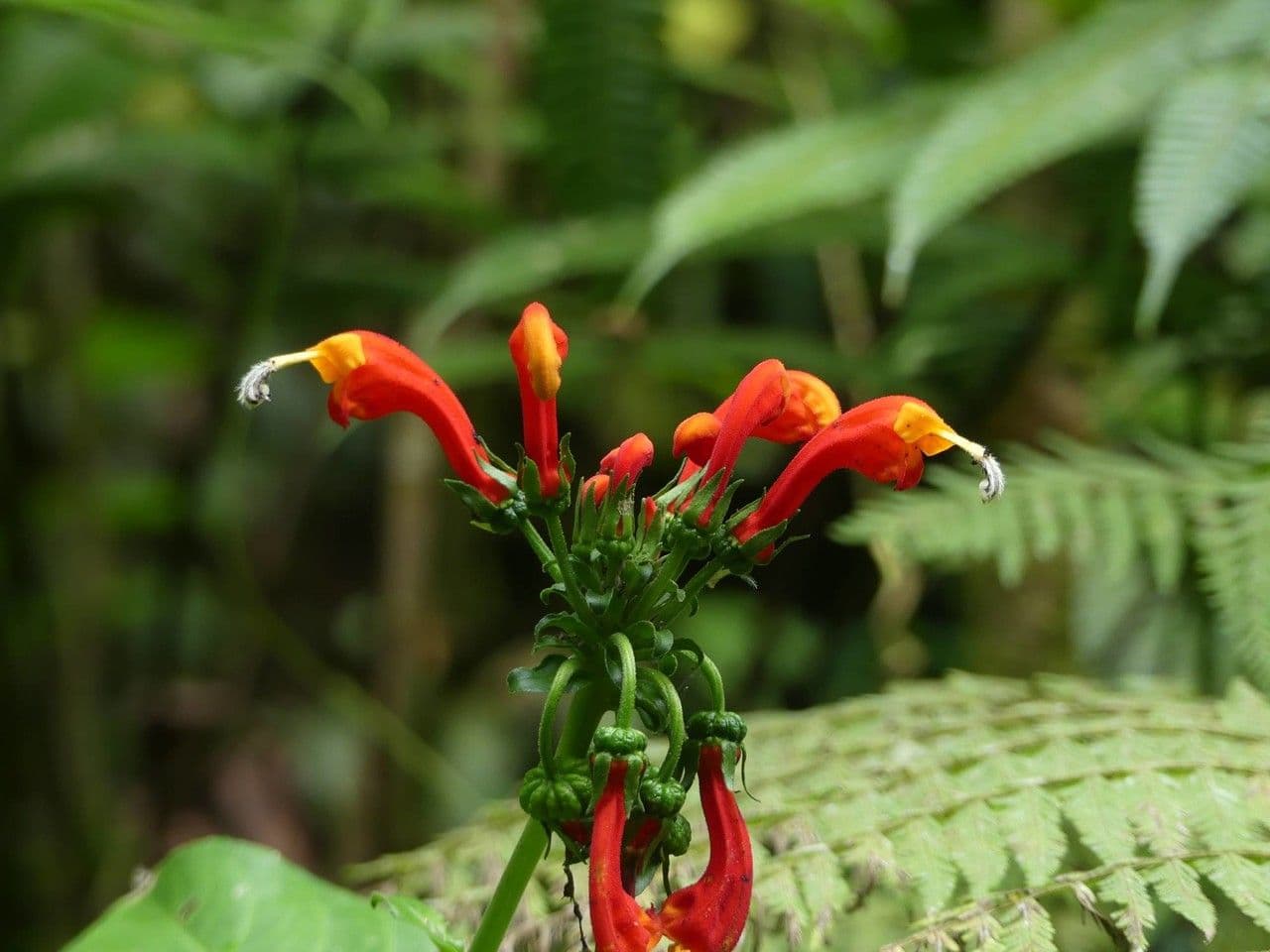 Centropogon 3