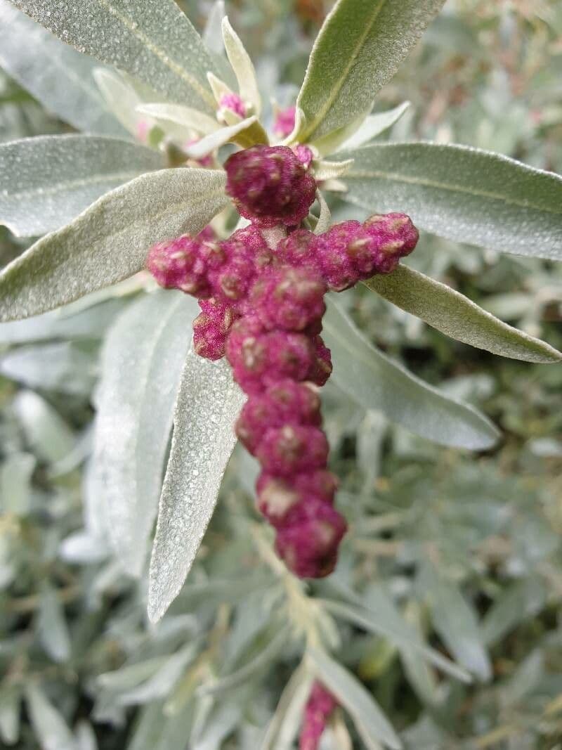 Atriplice cinerea