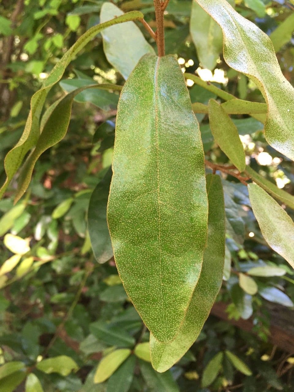 Aextoxicon punctatum 10