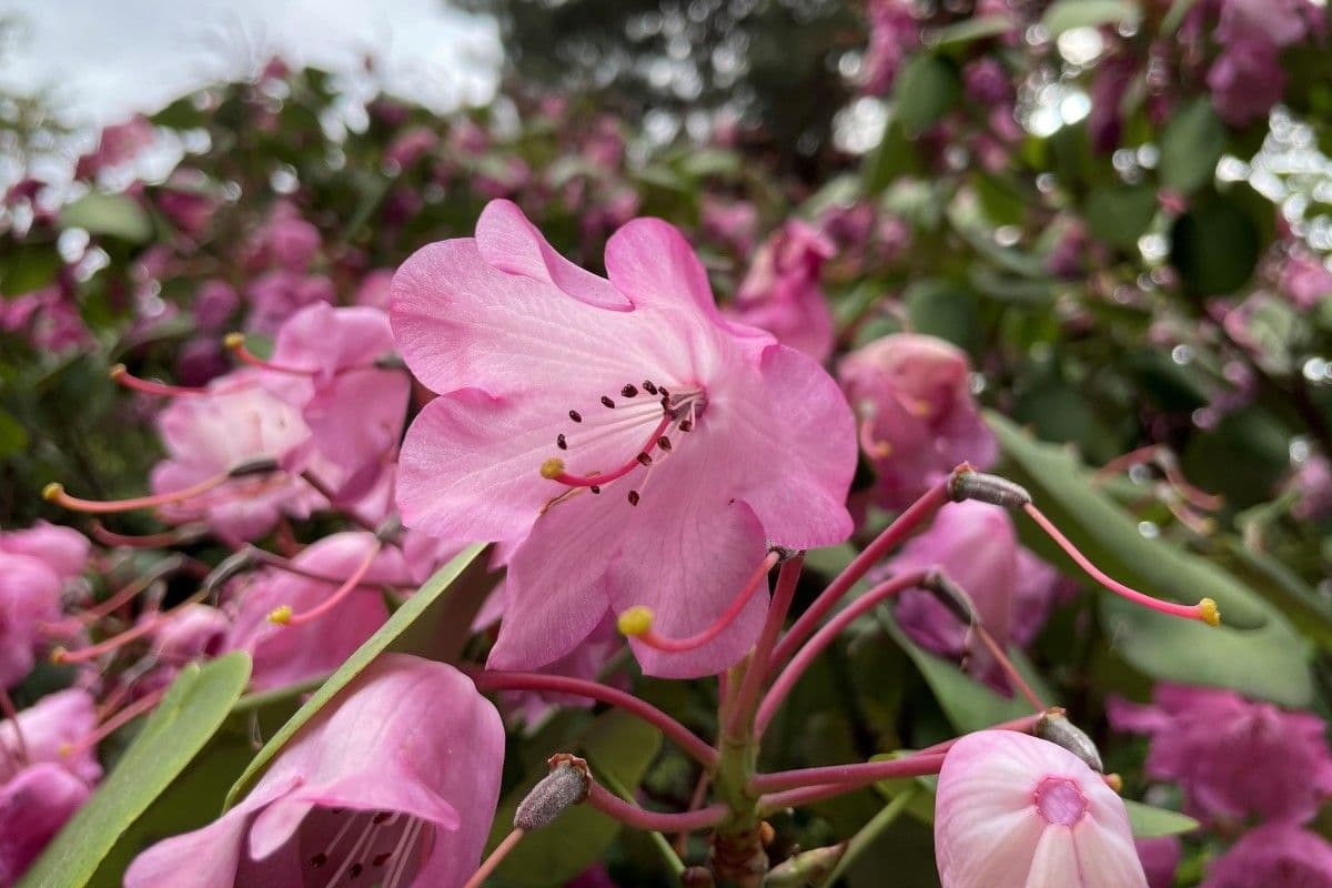 Rododendro 3