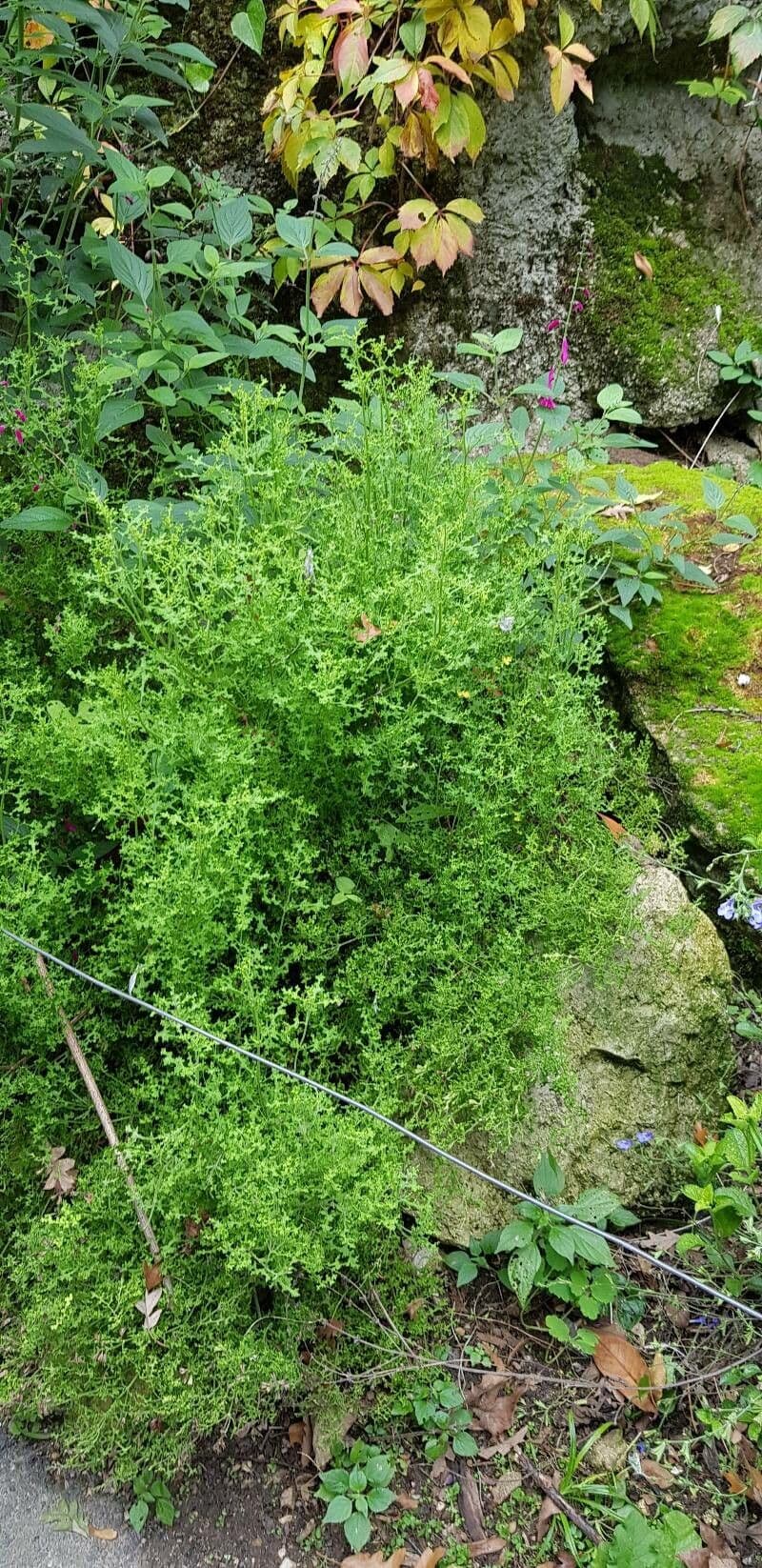 Salvia 7
