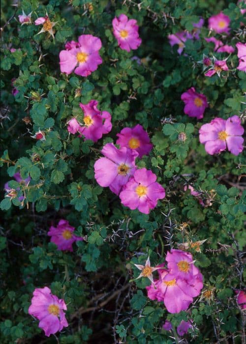 Rosa del deserto 6