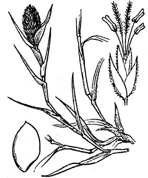 Crypsis schoenoides 25