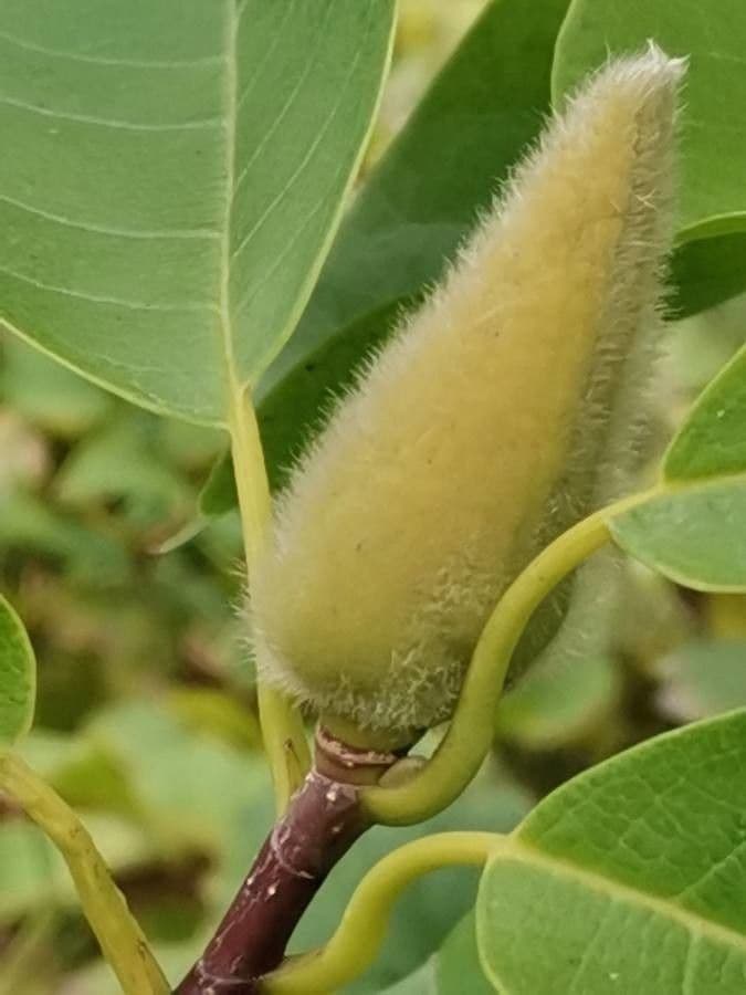 Magnolia 14