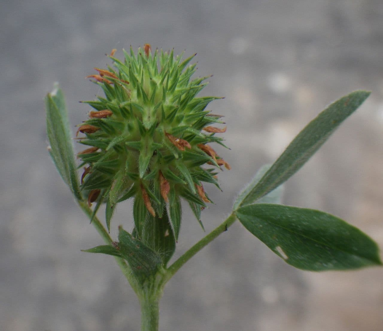 Trifoglio 6