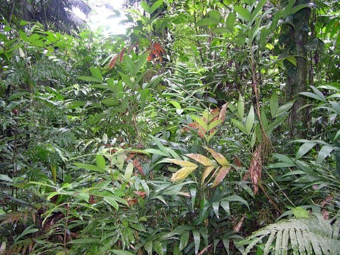 Ubim-Palme 7