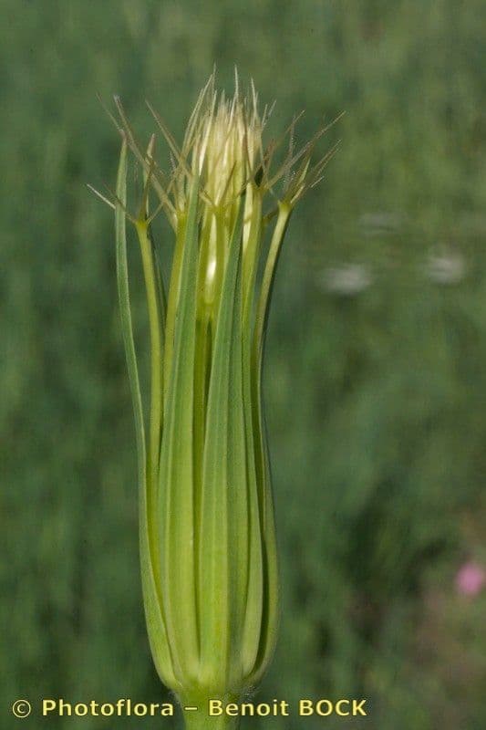 Geropogon hybridus 3