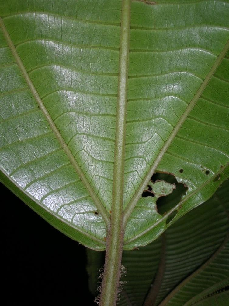 Conostegia 6