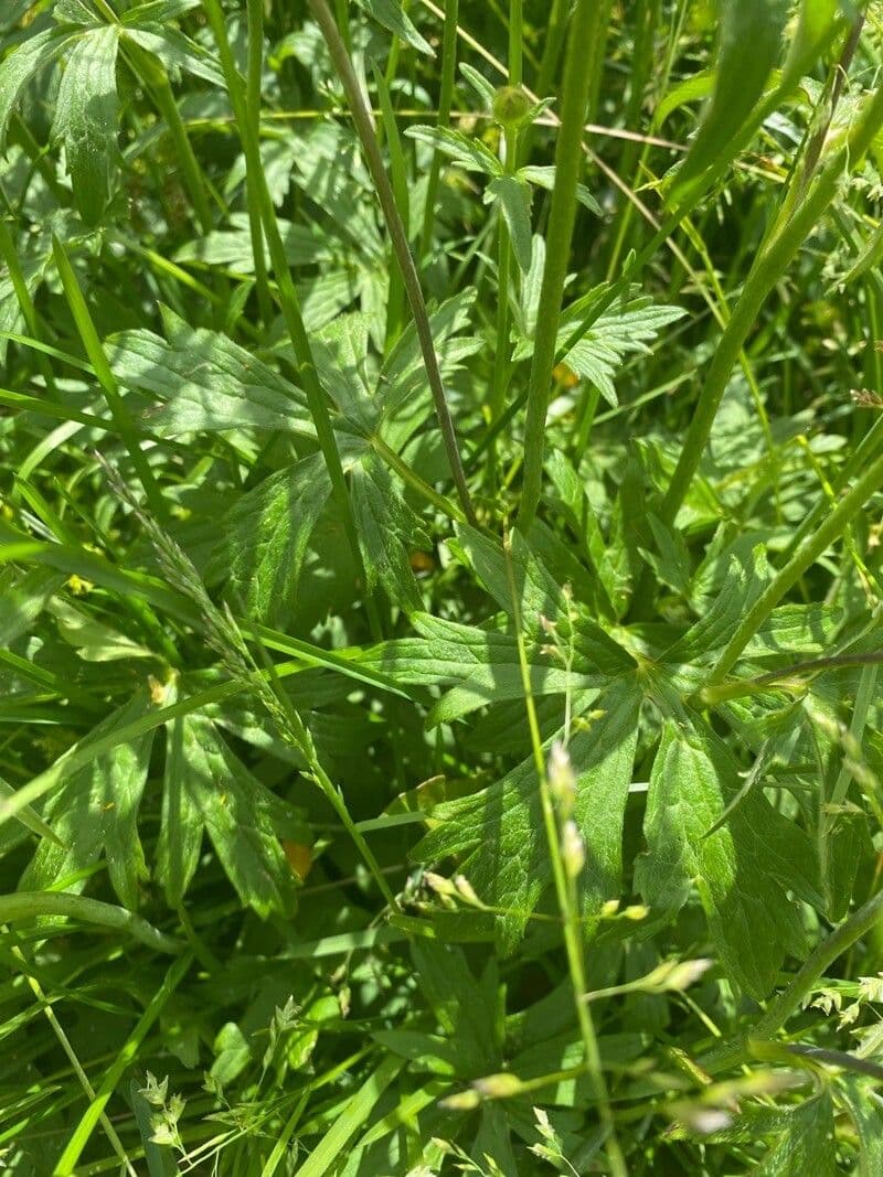Ranuncolo macrophyllus 15