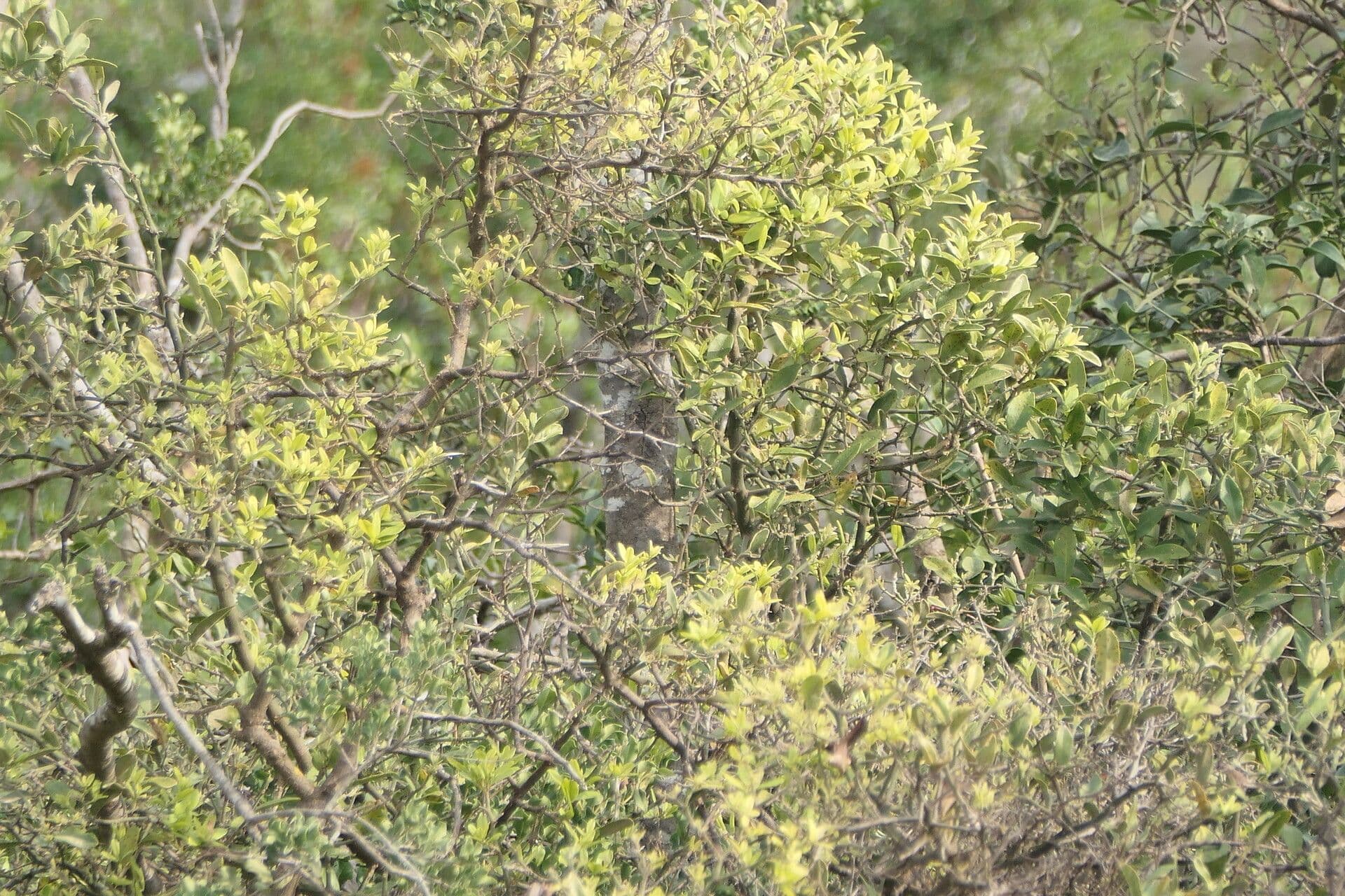 Capparis 10