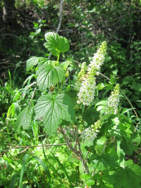 Ribes nero settentrionale