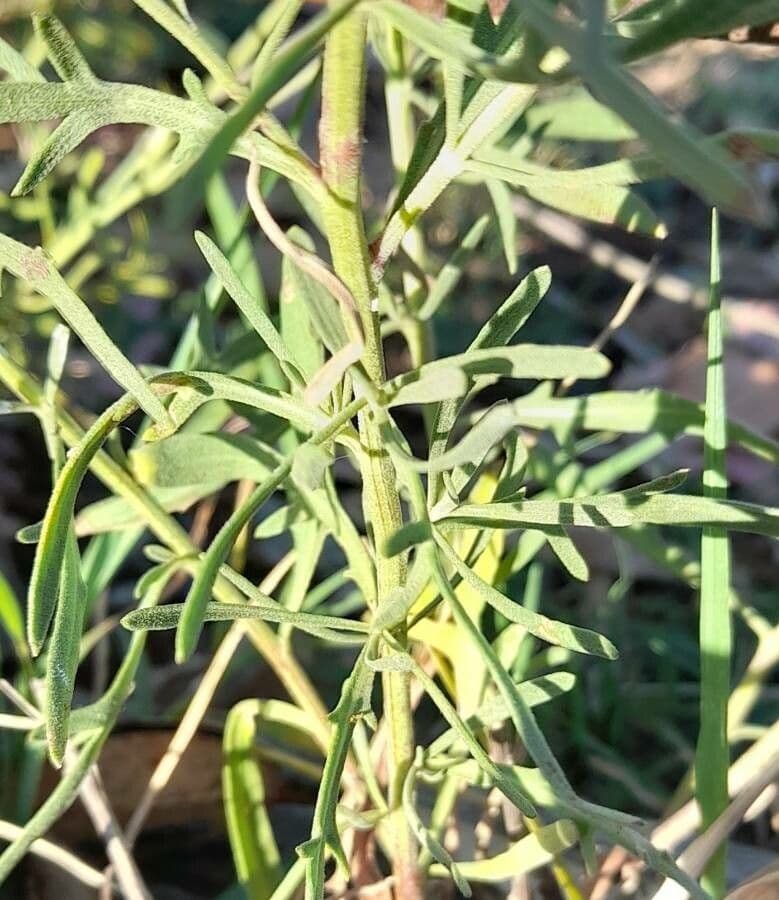 Torzen 8