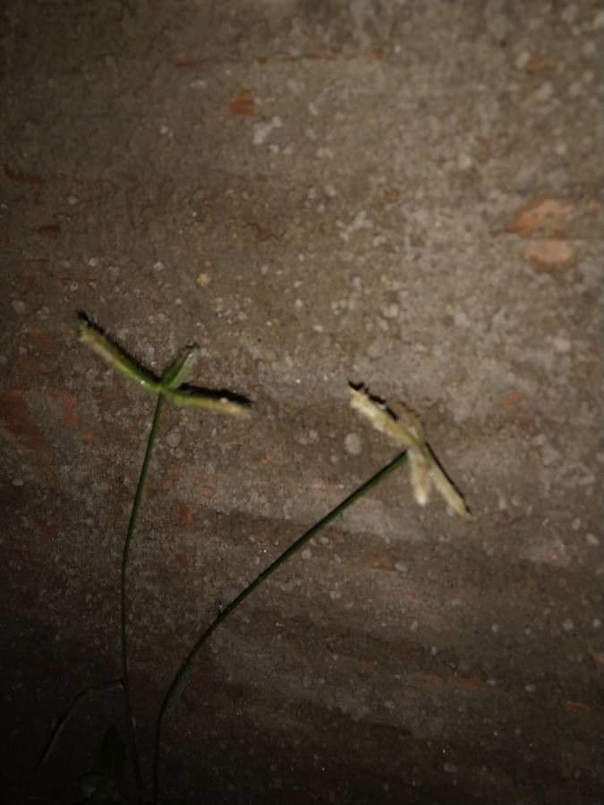 Gramigna egiziana 17