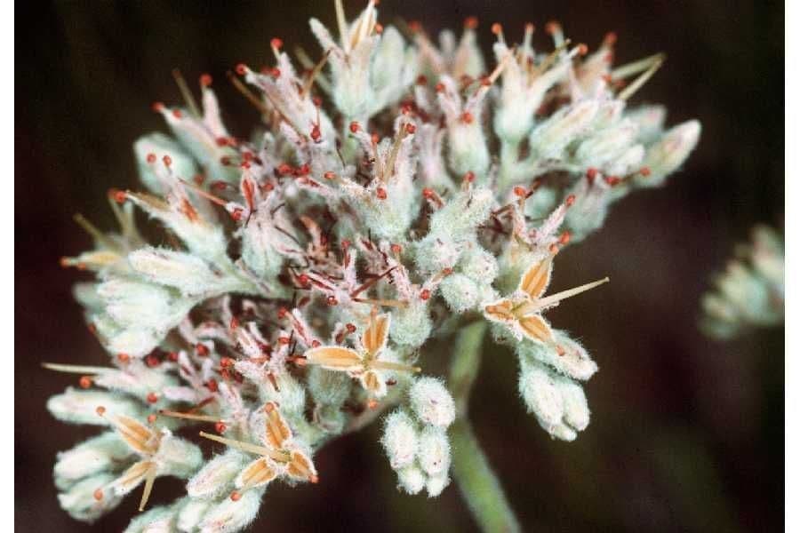 Karolinische Lachnanthes 5