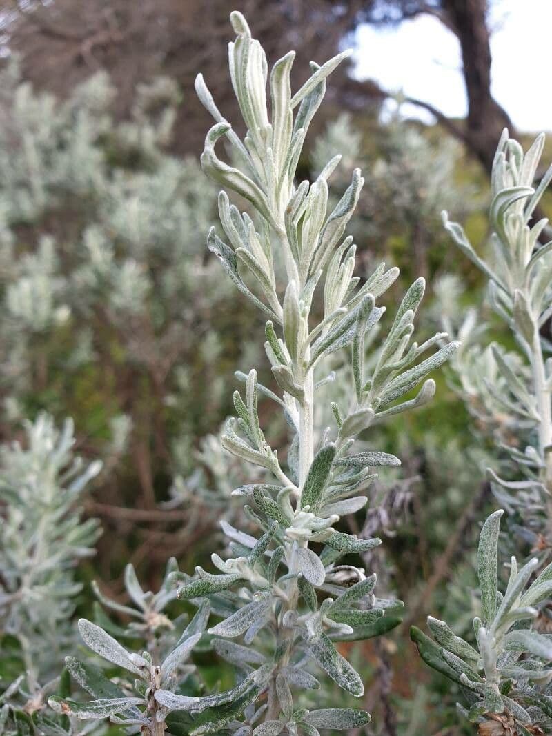Olearia costera 5