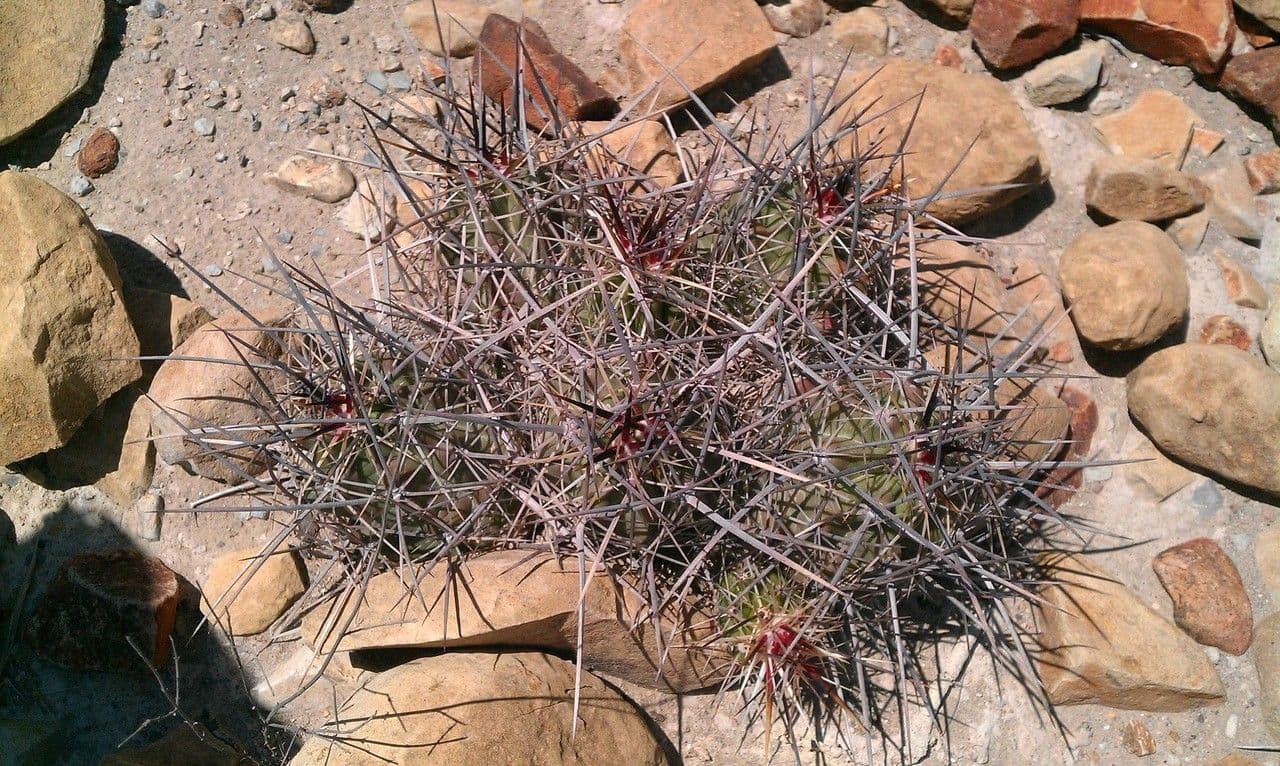Cactus banana 9