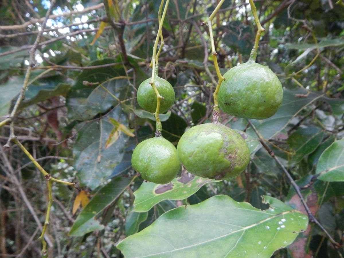 Cryptocarya