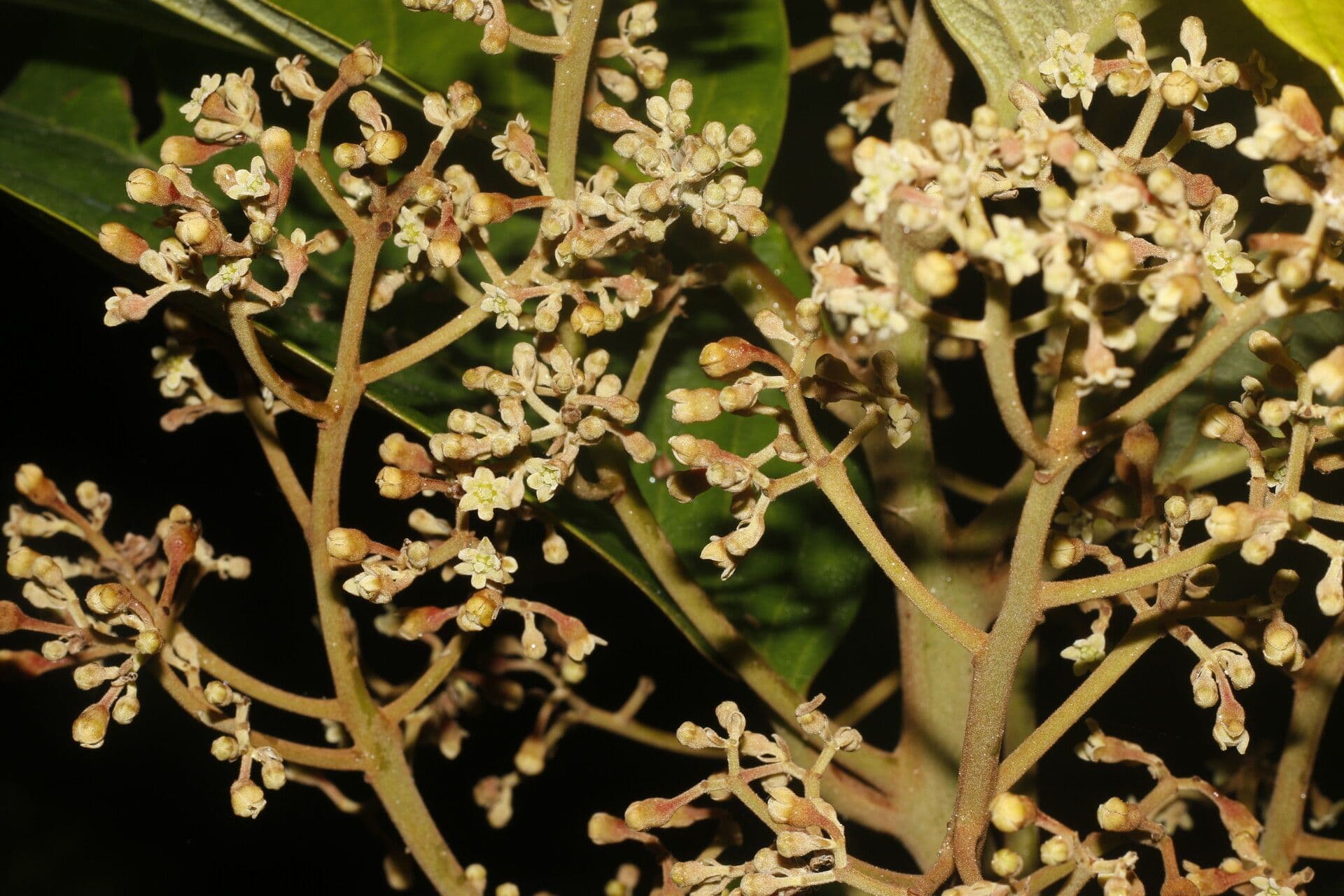 Rhodostemonodaphne 9