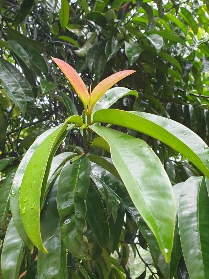 Garcinia verde 6