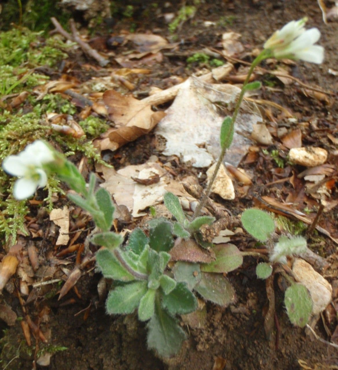 Arabis 11