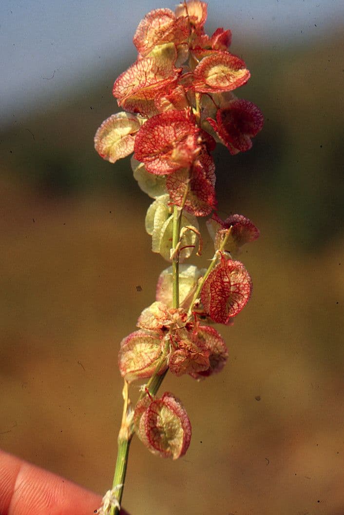 Blasen-Sauerampfer 4