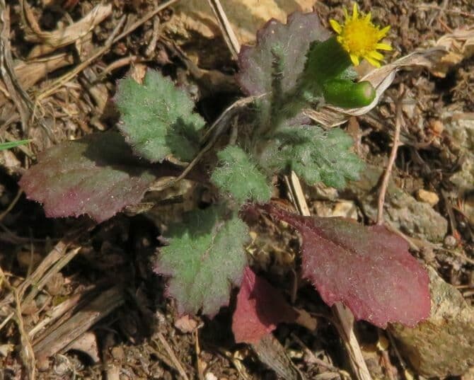 Senecio livido 7