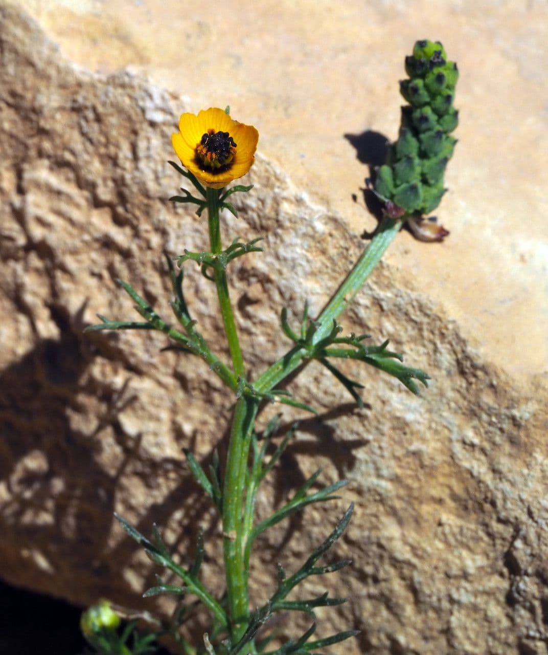 Adonis dentato 4