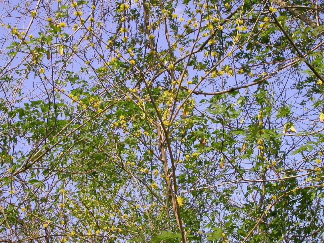 Forestiera 6