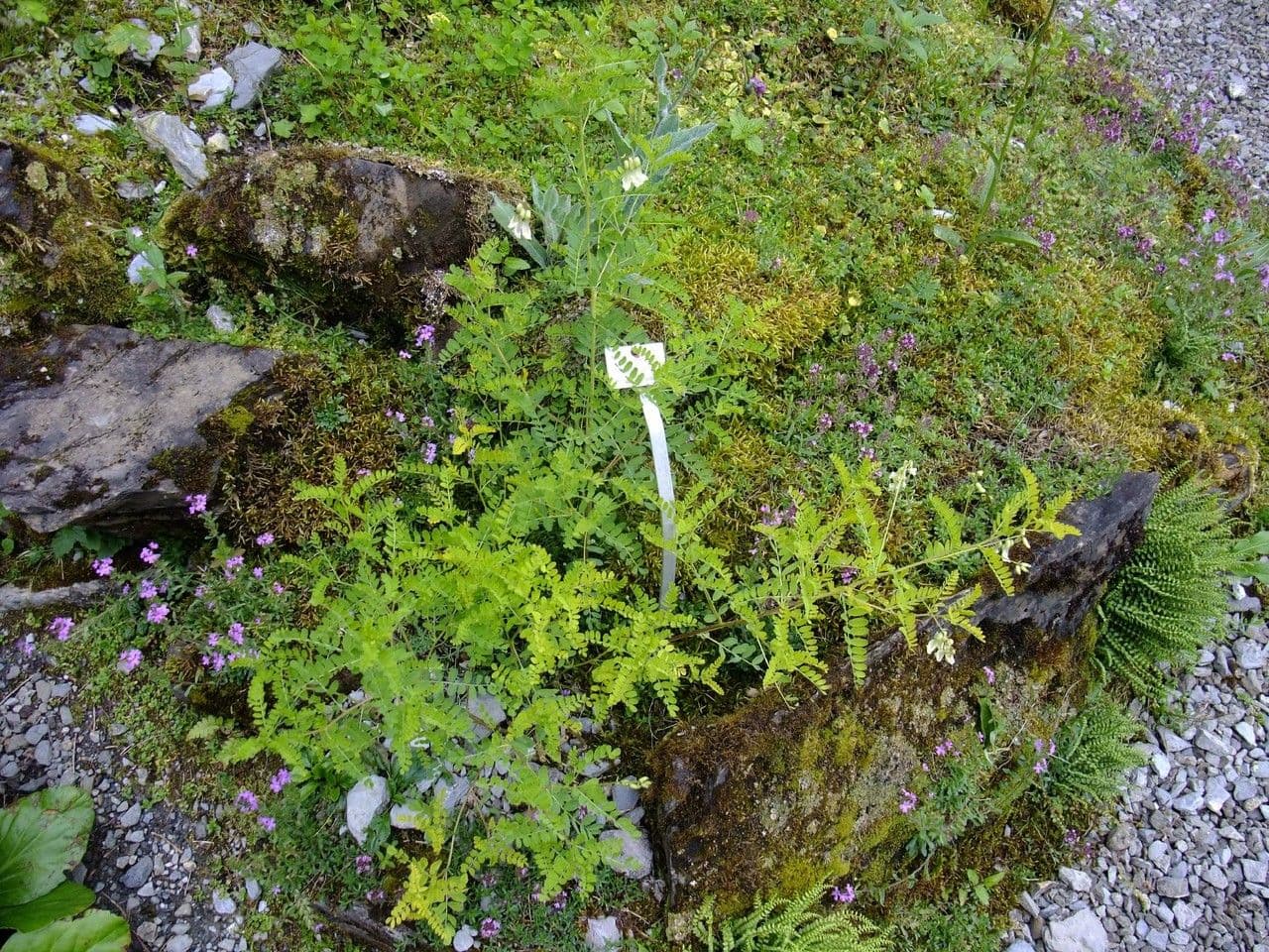 Astragalo mongolo 3