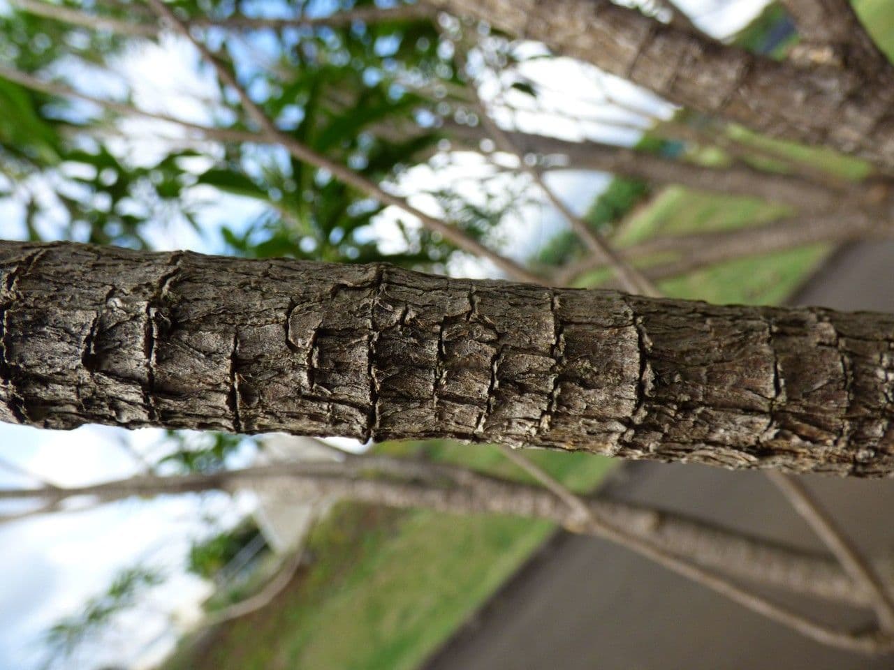 Tabernaemontana persicariifolia 14