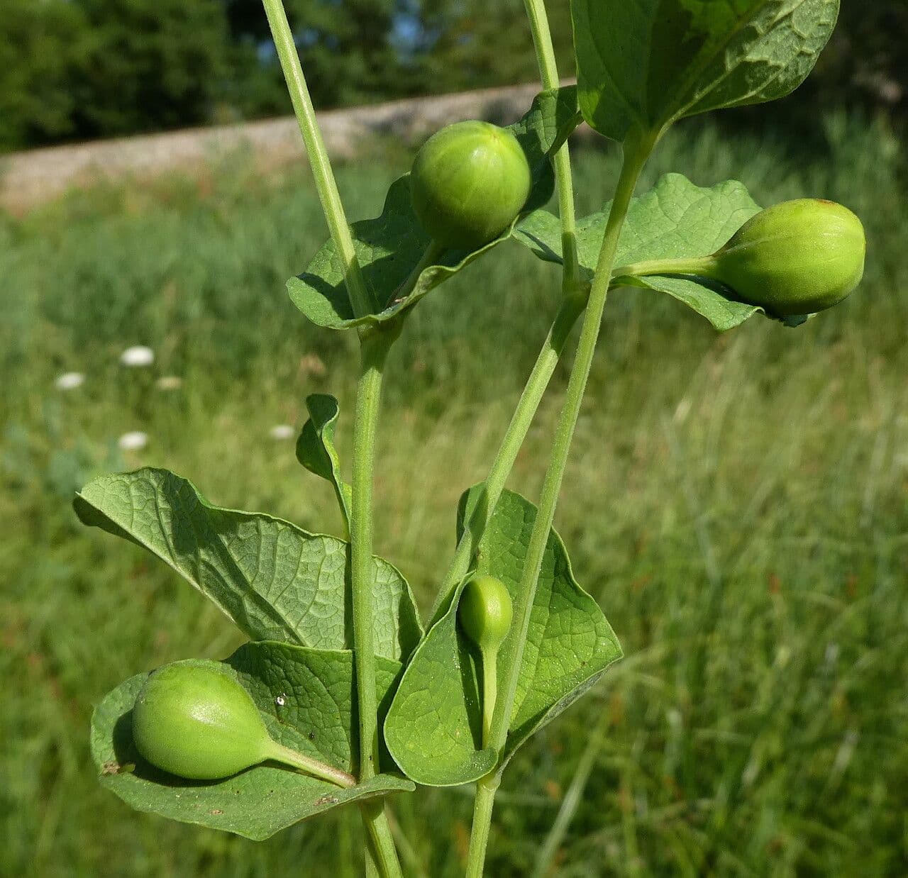 Runde Osterluzei 5