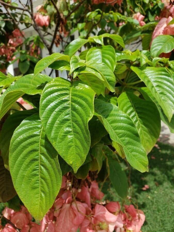 Mussaenda philippica 24
