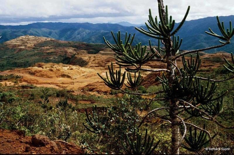 Araucaria 6