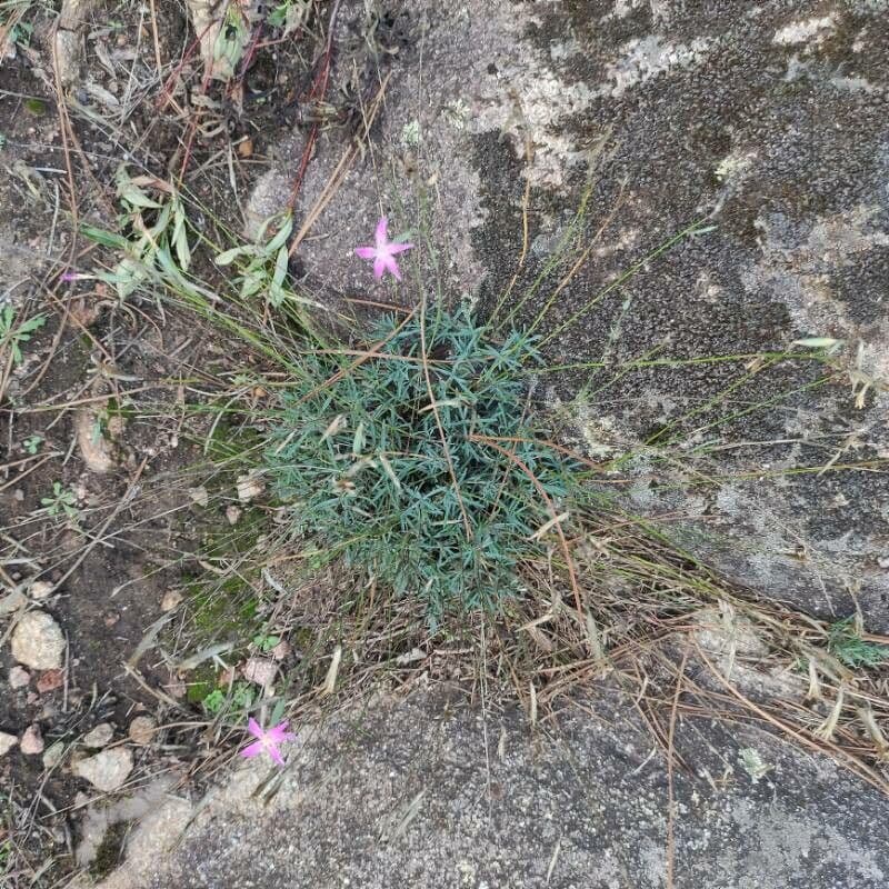 Dianthus 8