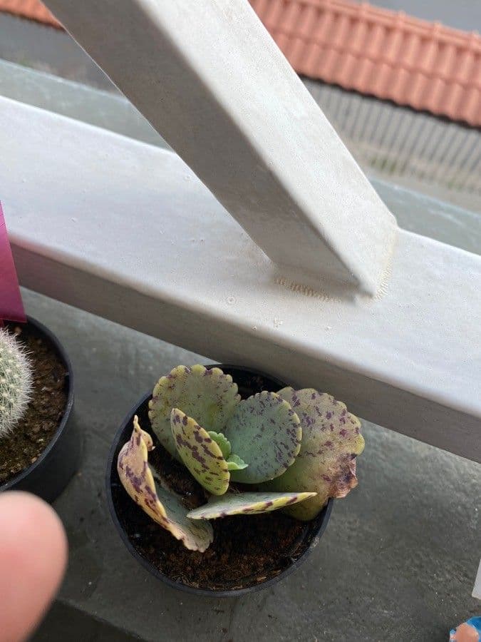 Kalanchoe 24