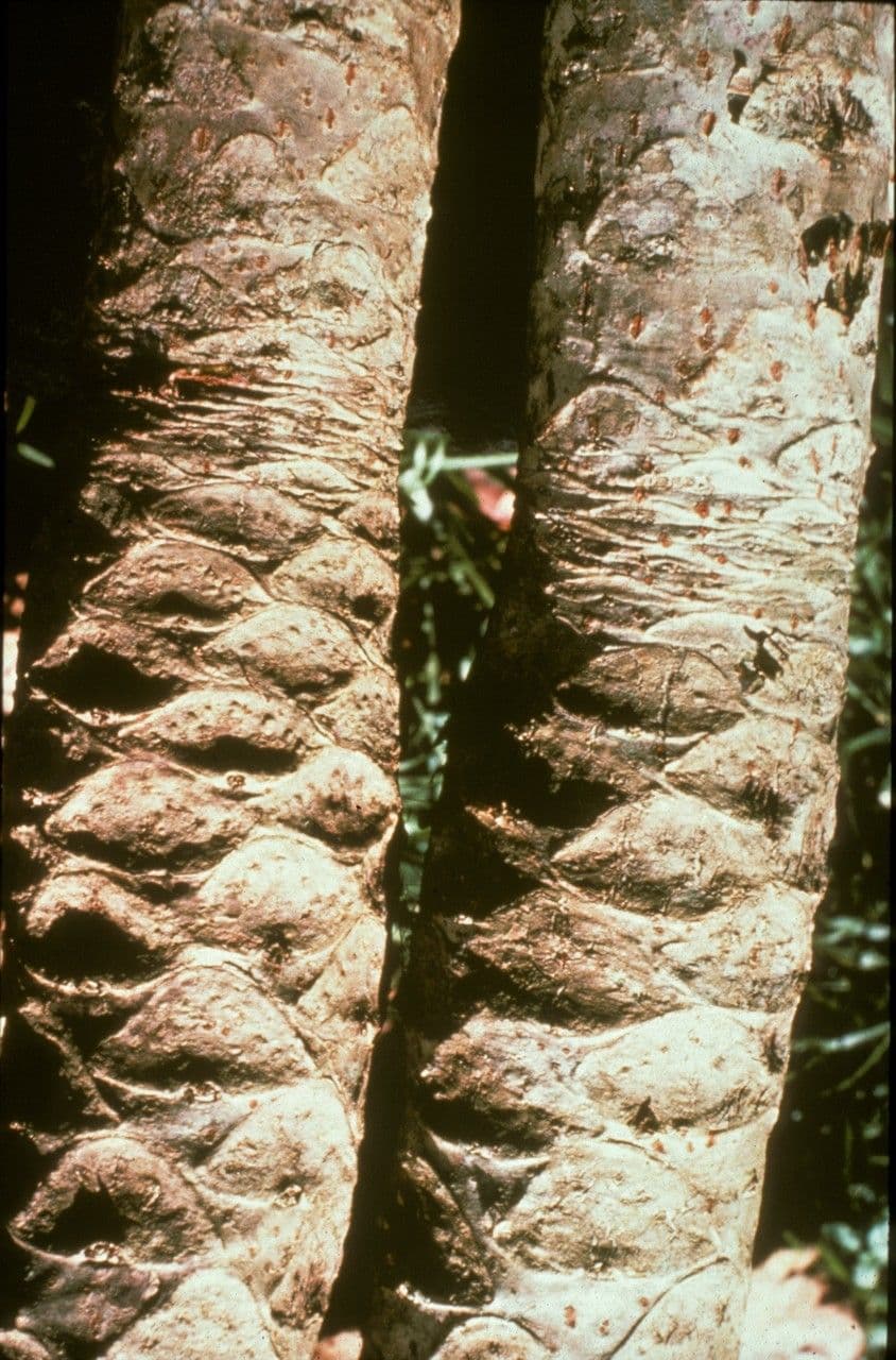 Cussonia bancoensis