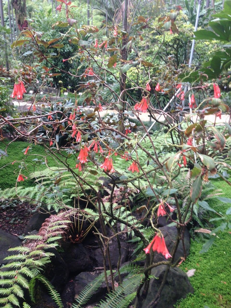 Fuchsien 11