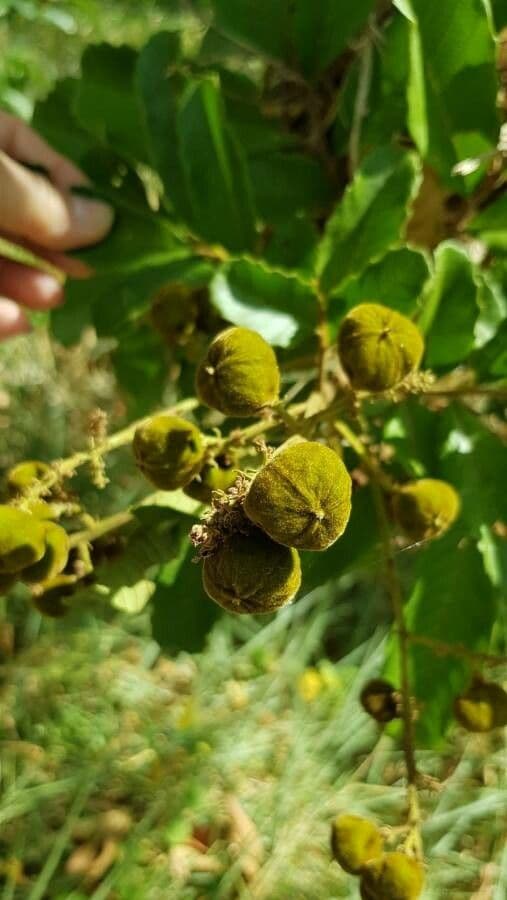 Cupania americká 2