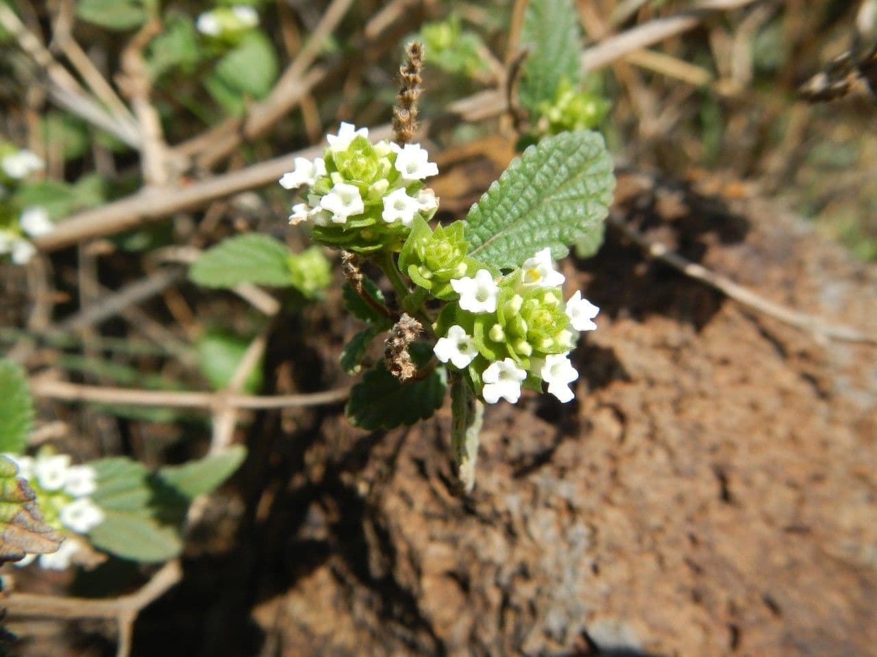 Lantana 21