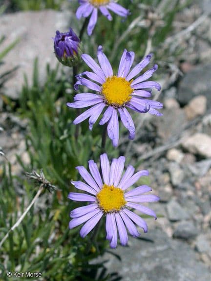 Erigeron 2