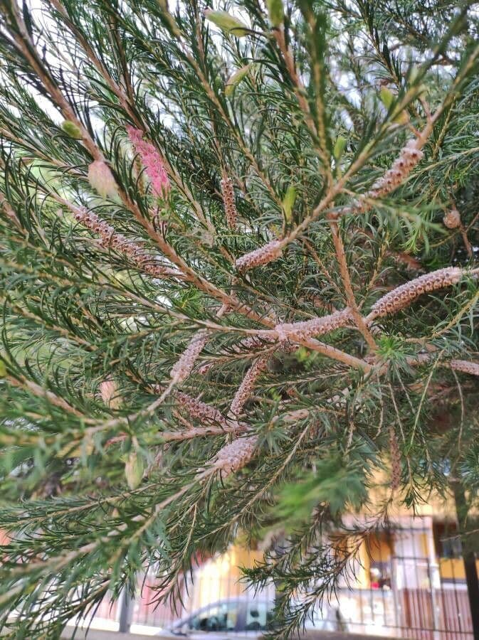 Melaleuca armillaris 3